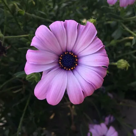 Creuza De Ma * 산토스테파노알마레