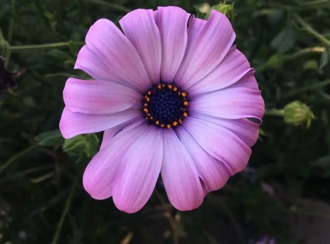 Creuza De Ma * Santo Stefano al Mare